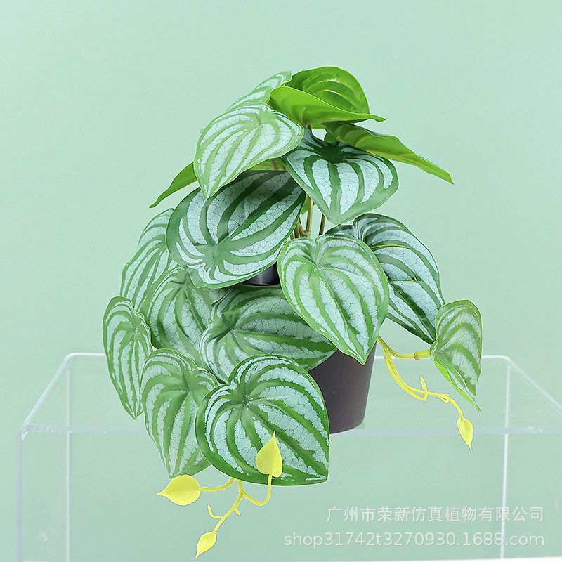 新款亚马逊绿植垂条盆栽组合 家居桌面摆件吊钟仿真植物绿植盆景,鲜花速递/花卉仿真/绿植园艺,仿真绿植,淘宝优惠券,粉丝福利购,淘宝优惠卷