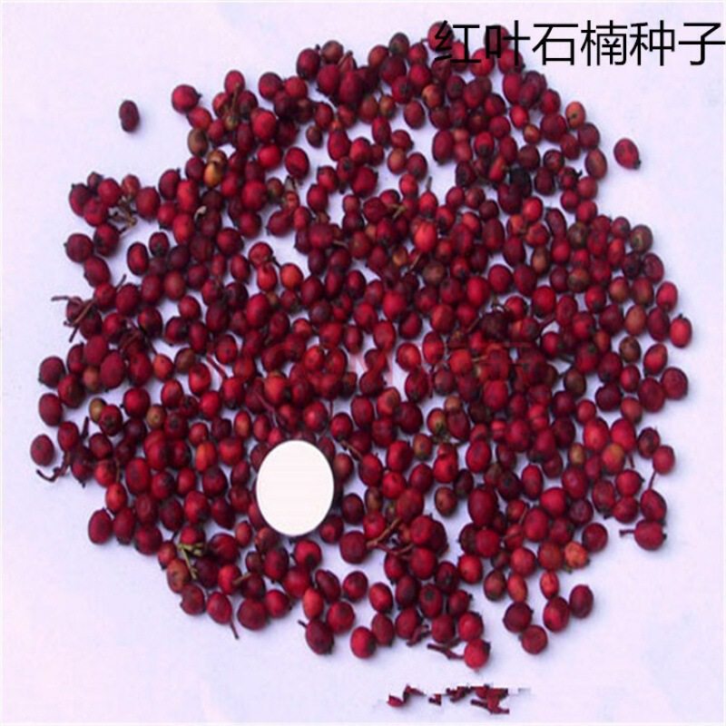 散装新采红叶石楠种子 优质灌木植物石楠种子 火焰红千年红籽