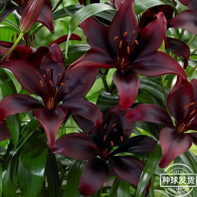 进口香水百合花种球重瓣四季多年生好养鲜花绿植盆栽室外阳台花卉