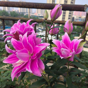 香水百合花卉种球进口重瓣多头花耐寒四季盆栽室内外花卉绿植盆栽