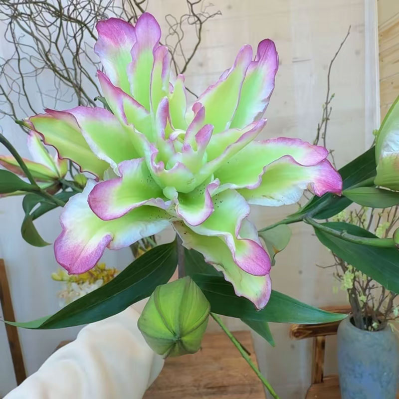 多头香水百合花百合种球带芽 四季盆栽室内室外庭院耐寒绿植花卉