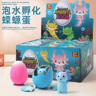 盒装泡水蝾螈孵化蛋 恐龙泡水蛋恐龙蛋膨胀玩具新奇儿童益智玩具