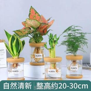 绿萝水培盆栽植物室内花卉绿植办公室绿箩发财树除甲醛富贵竹薄荷