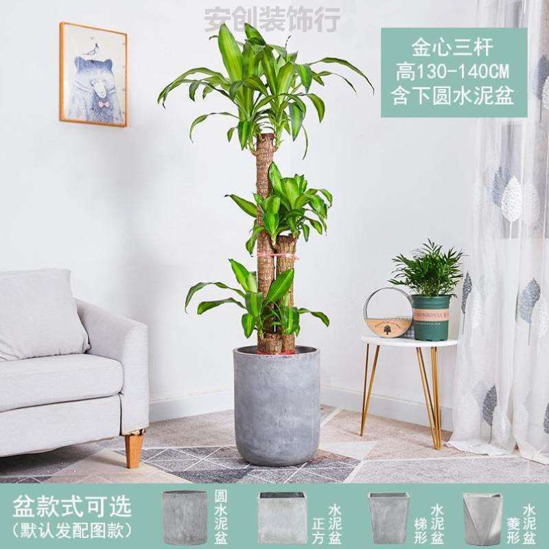 植树搬新家绿色植物木木家里禄植真盆好养绿#适合盆栽室内巴旦的