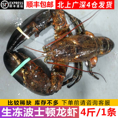 新鲜冻波士顿龙虾海鲜水产鲜活进口10特大帝王蟹澳洲澳大利亚4斤