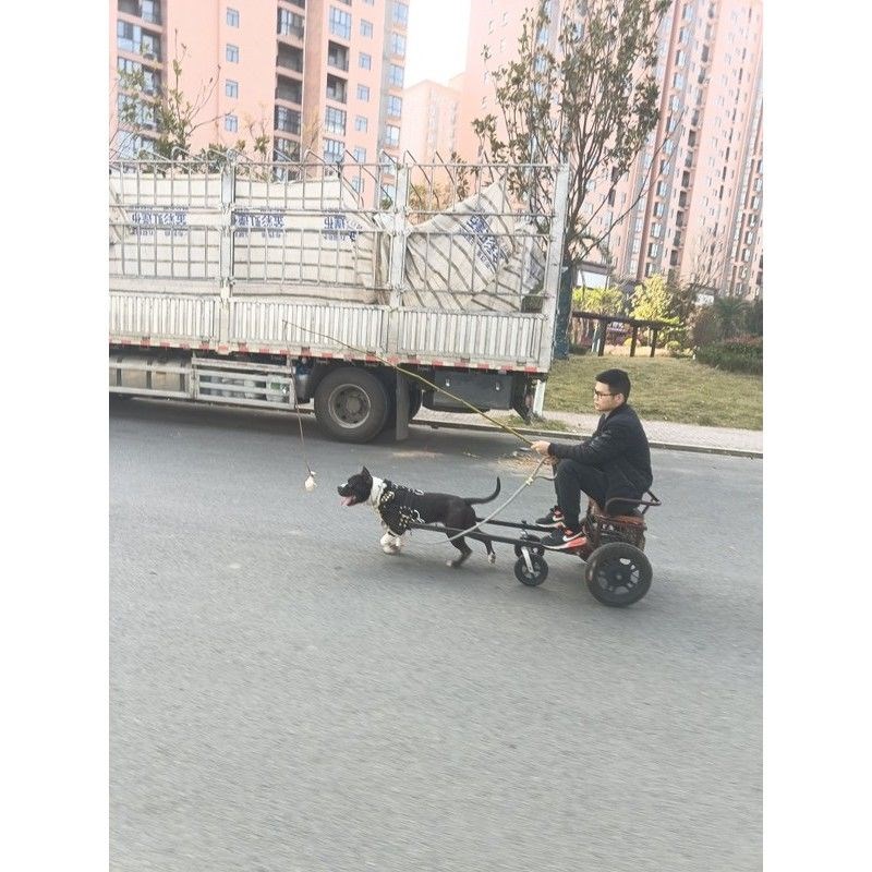 狗拉车大型犬f外出拉车人坐载人载物买菜车宠物遛狗车雪橇车爬犁