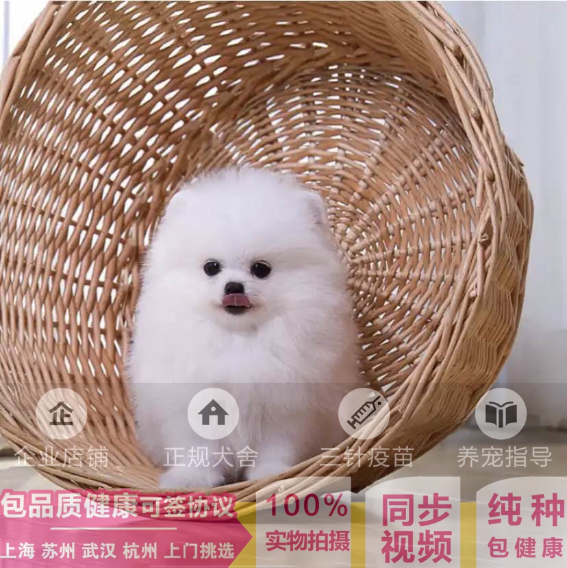 武漢地区では、純血種の博美犬博黄博美俊介の白いペットのカップの幼犬の生体を販売しています。