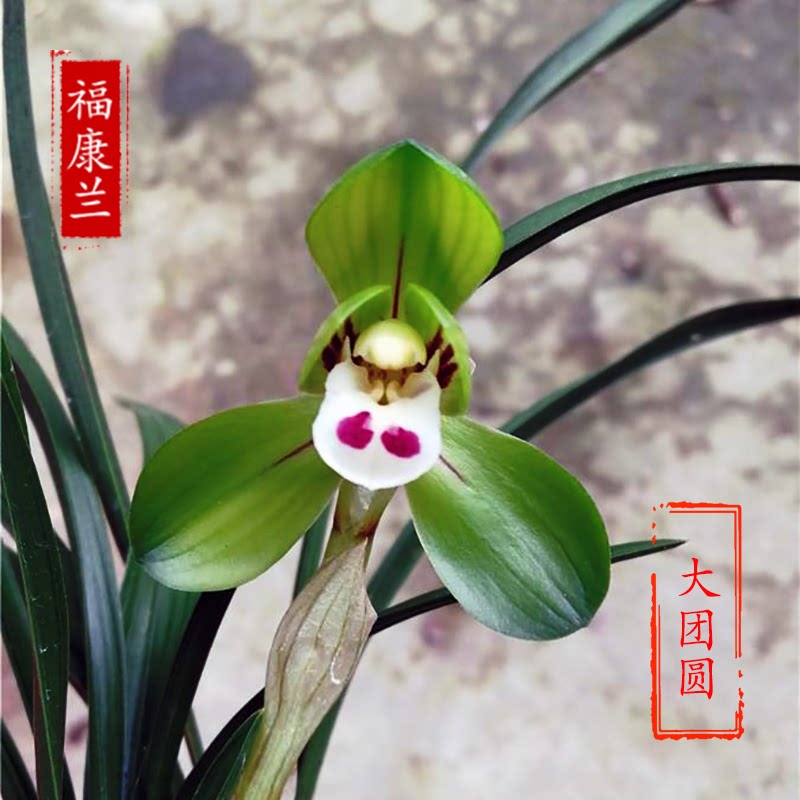 春兰-大团圆 兰花 国兰 矮种春兰浓香型（过年前后开花）