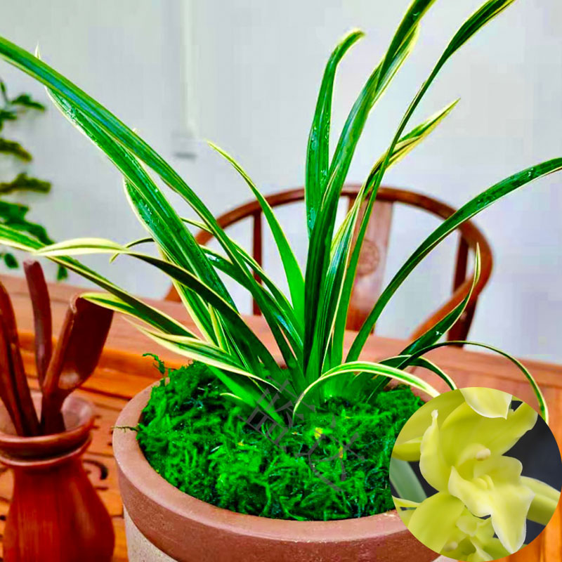 超香精品兰花苗 室内花卉 建兰金边矮种神童冠带花苞 好养易活