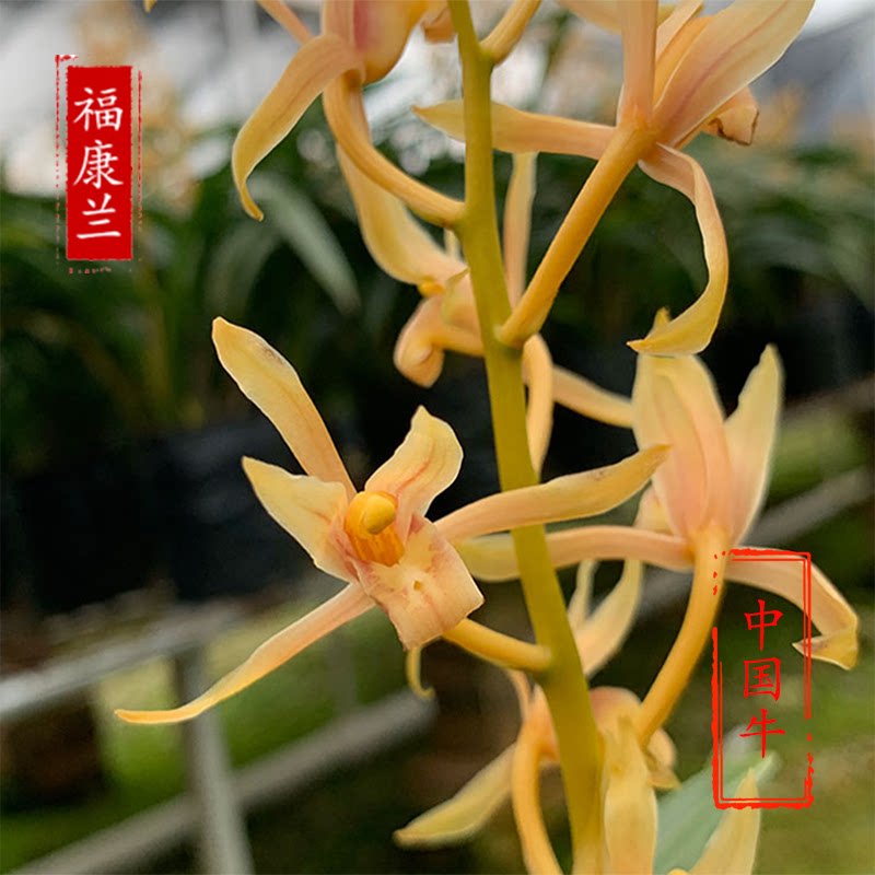 翁源兰花中国牛兰花苗墨兰浓香型室内绿植盆栽兰花苗好养易活四季