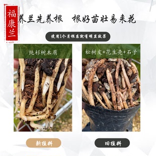 【第二代新植料】纯杉树木屑兰科专用植料兰花君子兰蝴蝶兰营养土