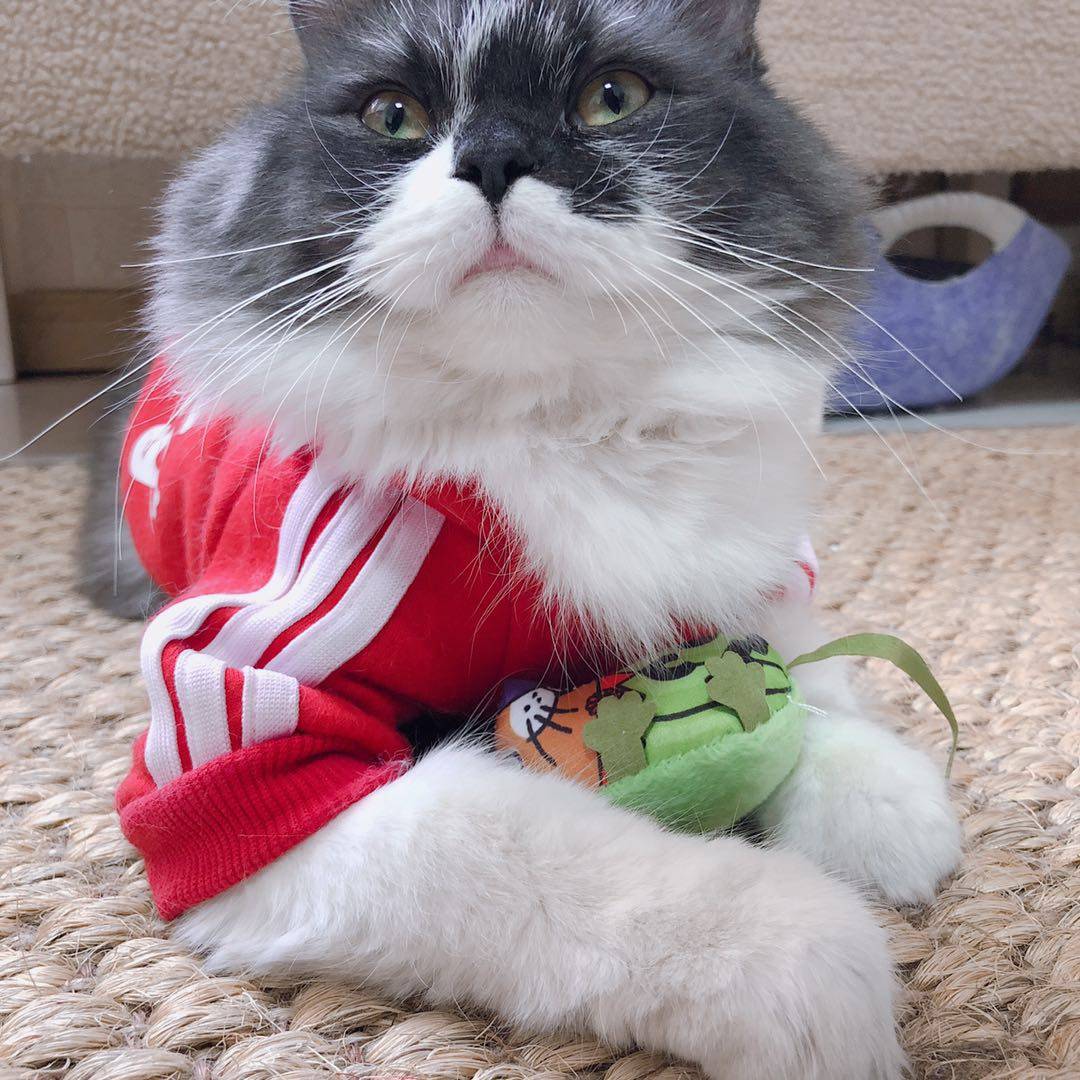 满39包邮美国fatcat猫猫玩具猫咪用品缤纷鼠老鼠小耗子 含猫薄荷