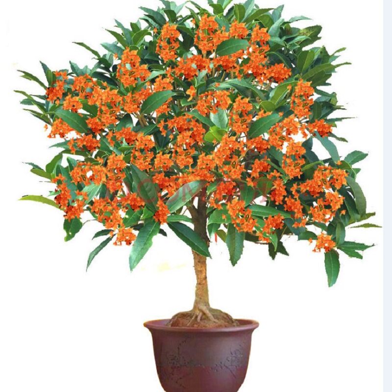 盆栽嫁接桂花苗精品桂花树苗朱砂桂金桂花盆栽珍稀品种桂花树苗丹