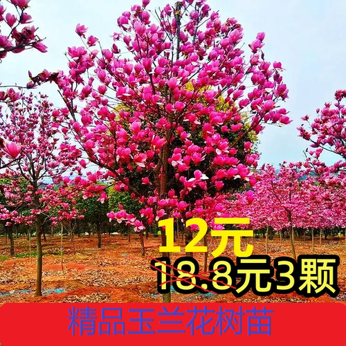 玉兰花庭院别墅苗圃直销