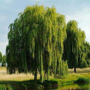 黄金柳树苗 金丝垂柳 直生小柳树枝条垂杨柳树苗旱柳树南北方种植