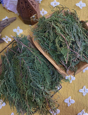 高高原藏香柏顺丰包邮