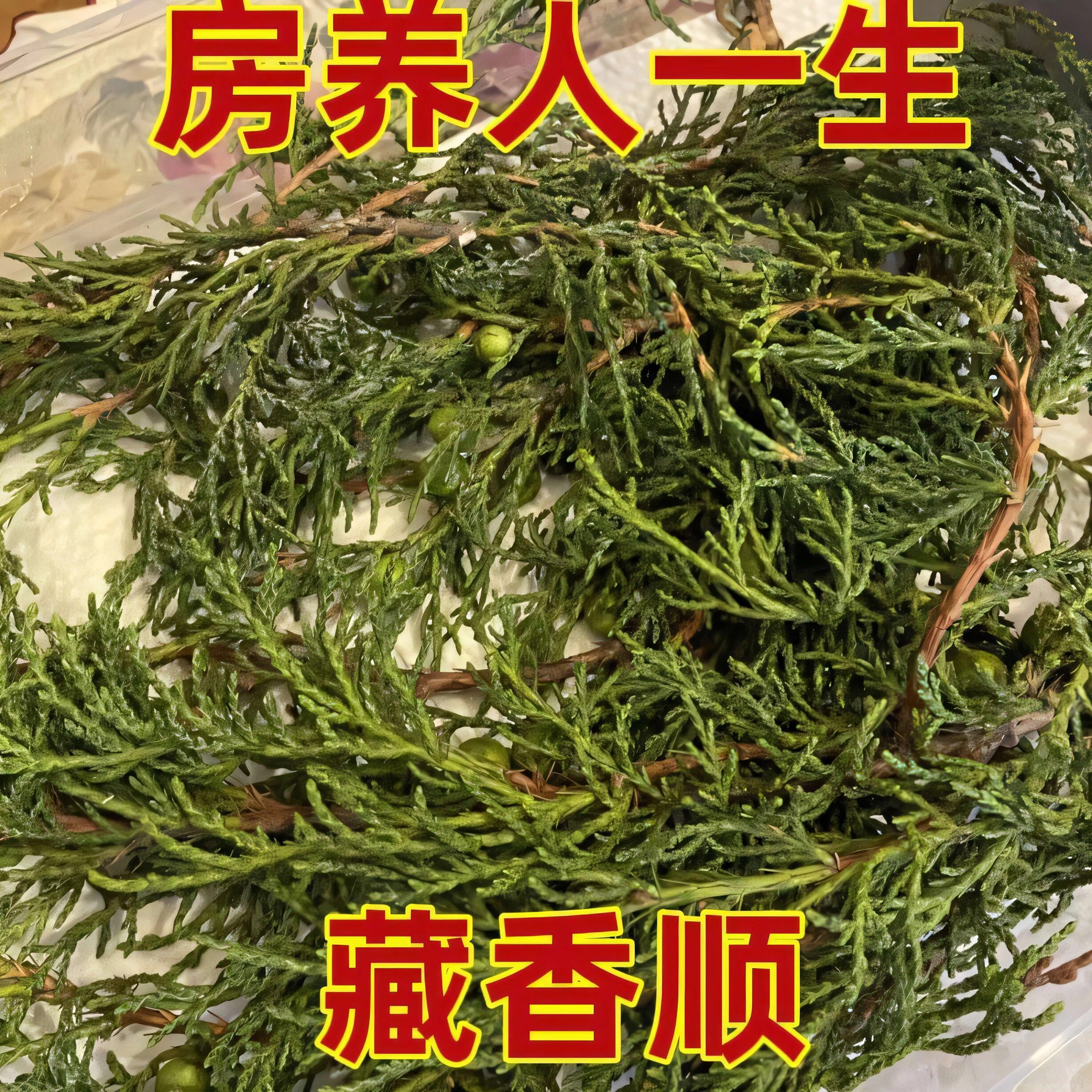 【特级】藏香柏师傅亲自采摘请下山天然植物香薰净化空气养磁场