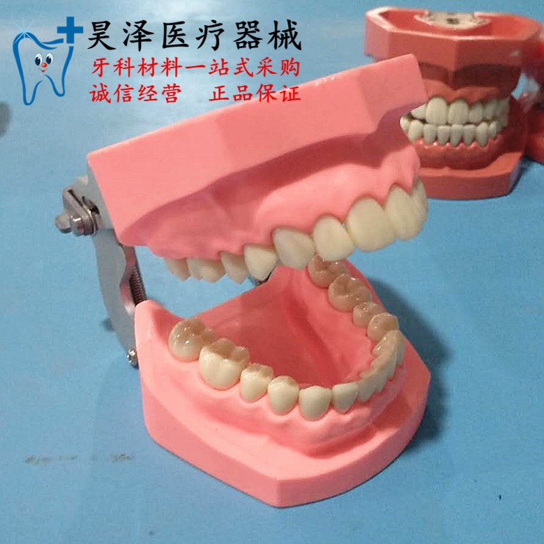 牙科齿科材料 牙科全口可拆卸仿真牙模型通用型特价包邮
