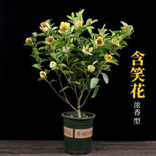 四季老桩庭院阳台芳香室外白兰花