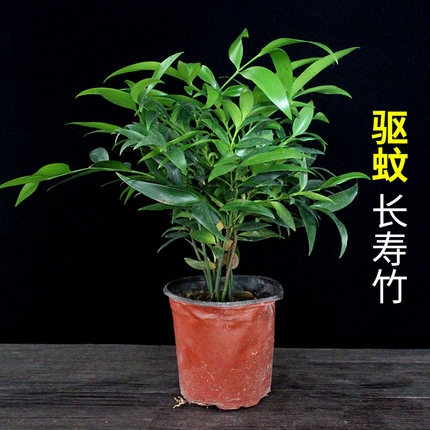 驱蚊竹柏长寿竹盆栽室内植物平安竹驱虫净化空气苗防辐射吸收甲醛