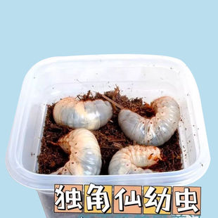 独角仙活虫甲姬兜长戟大兜网红宠物新手入门级好养昆虫大力士甲虫