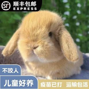 小兔子活物侏儒兔长不大迷你小型公主荷兰垂耳兔茶杯兔家养宠物兔
