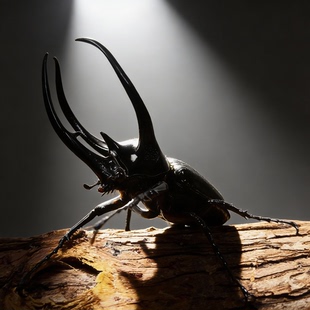 甲虫随机成虫幼虫长戟毛象南洋大兜彩虹独角仙鬼艳孔夫子锹甲素吉