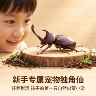 独角仙活虫甲姬兜长戟大兜稀罕宠物新手套餐好养昆虫甲虫成虫幼虫