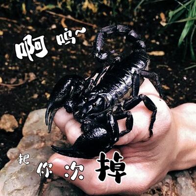 马来西亚雨林亚洲活体宠