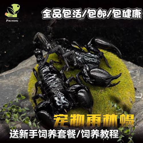 亚洲雨林蝎宠物蝎子活体 温顺无毒可上手爬虫宠物