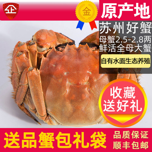 遇见阳澄全母大闸蟹鲜活特大螃蟹