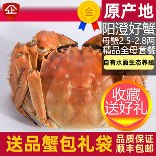 活蟹8只苏州大闸蟹阳澄鲜活大螃蟹母蟹2.5 2.8两中秋生鲜大蟹礼盒