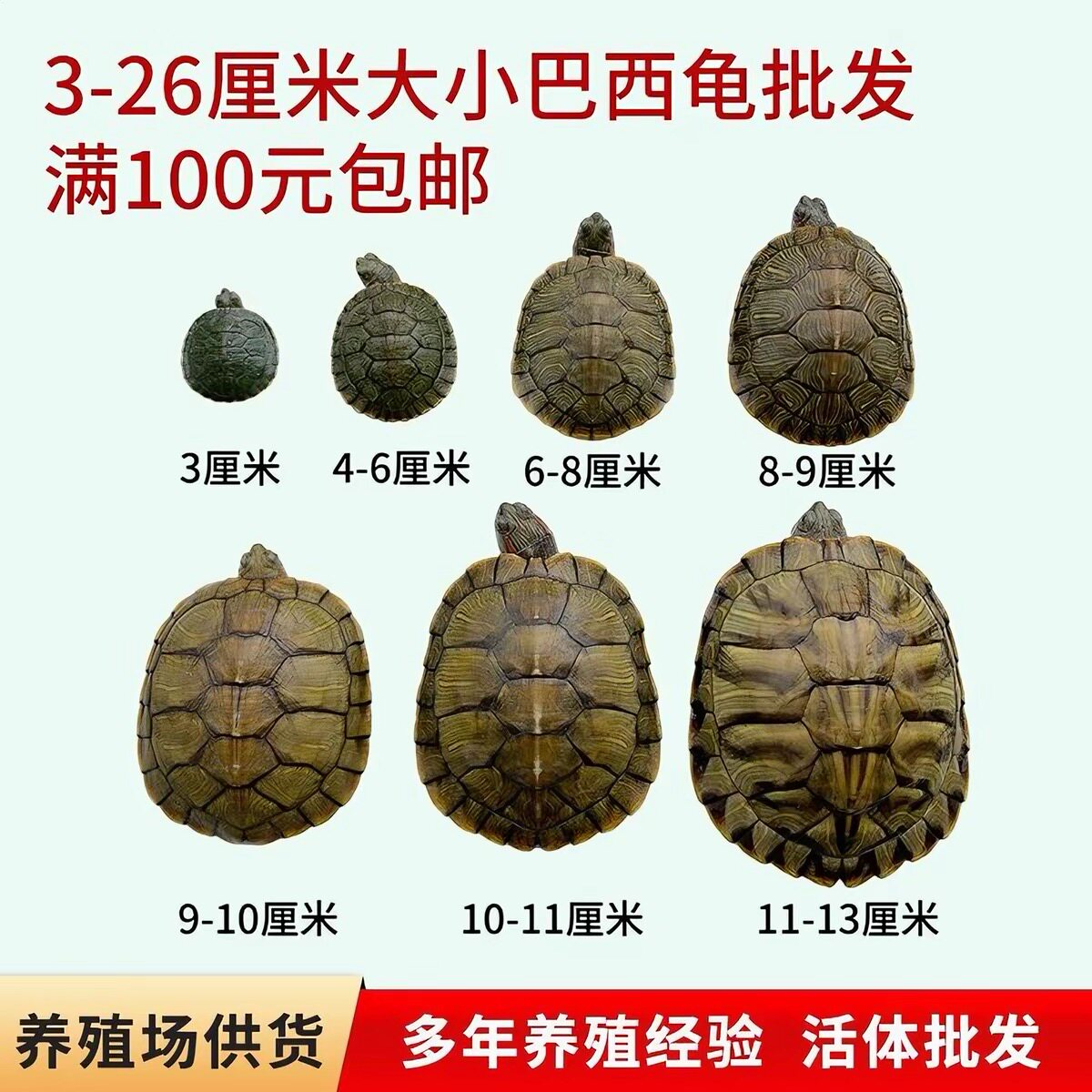3-26厘米招财巴西龟活体宠物观赏龟红耳巴西龟大小乌龟活体包活