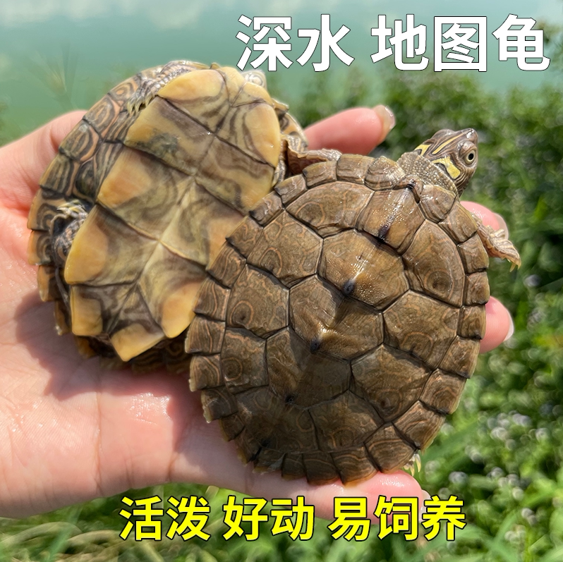 外塘冷水地图宠物龟活体深水龟密龟/鳖