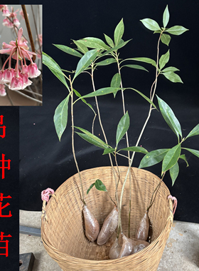 吊钟花 树苗 粉红色花 盆栽盆景 教种植方法