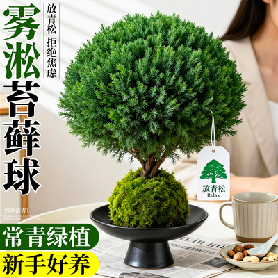 放青松雾凇苔藓球绿植摆件水培