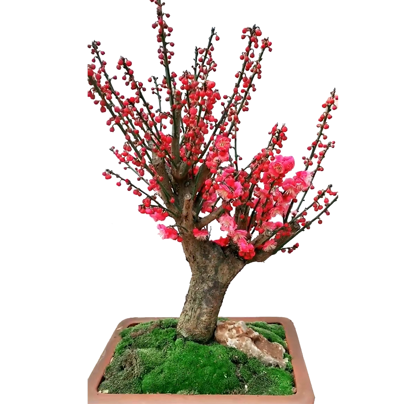庭院梅花树苗花卉红梅室外腊梅植物风景树北方腊梅花别墅适合盆栽