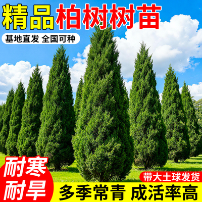 松柏耐寒墓前树塔柏坟地南方种植