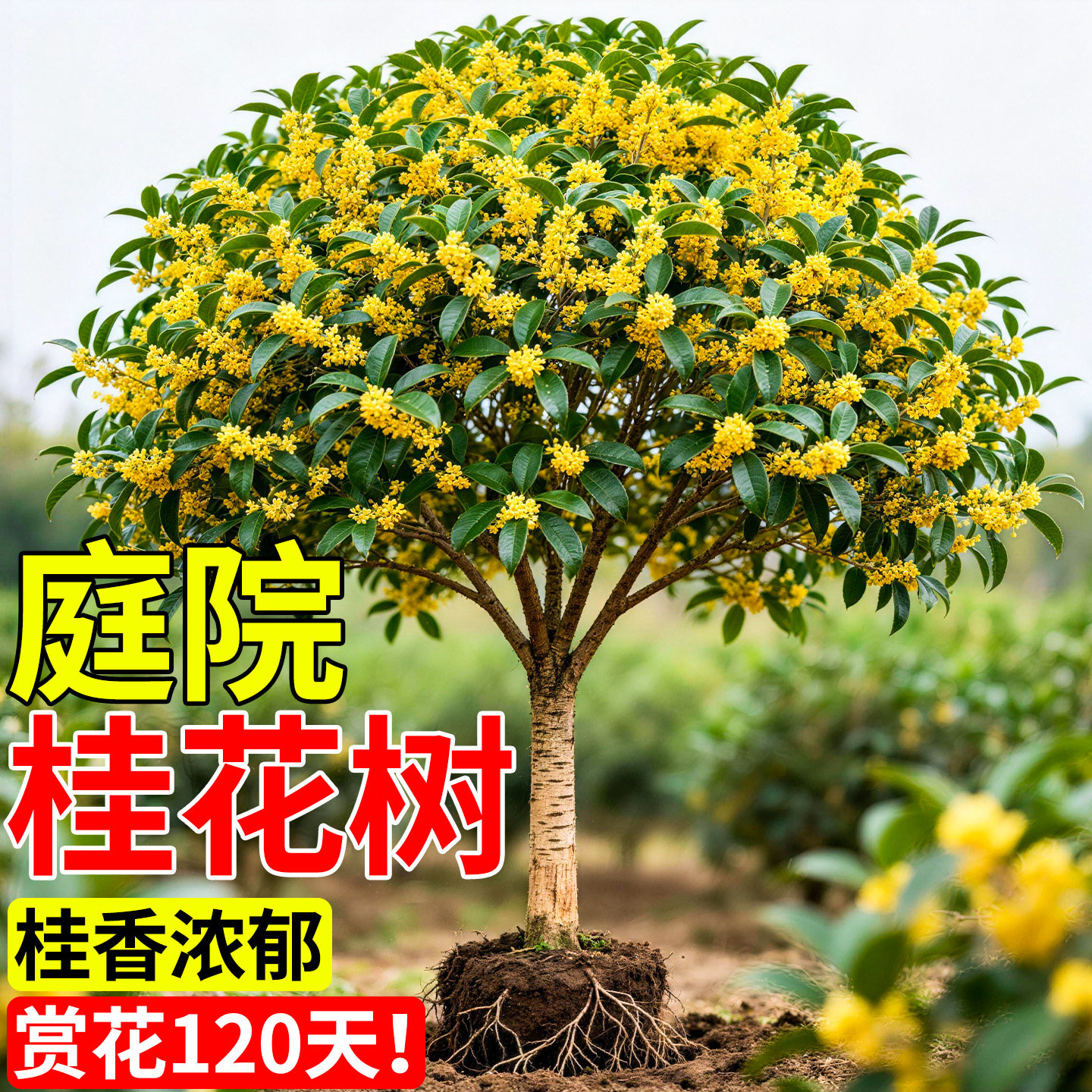 桂花树金桂大树四季盆栽开花老桩地栽风景树北方耐寒名贵树苗庭院