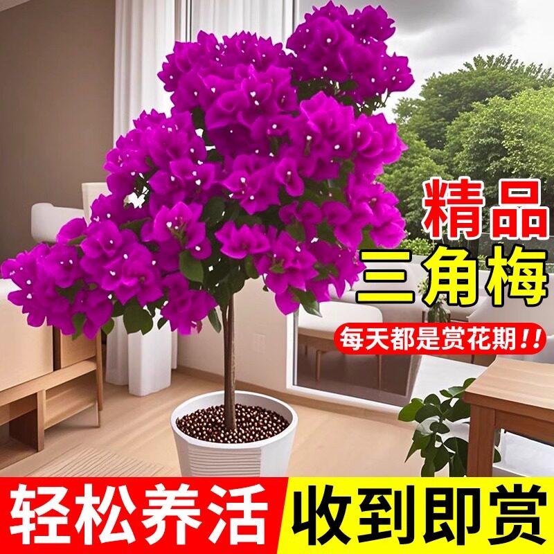 重瓣三角梅四季开花盆栽老桩带花植物三角梅花树苗室内花卉绿植