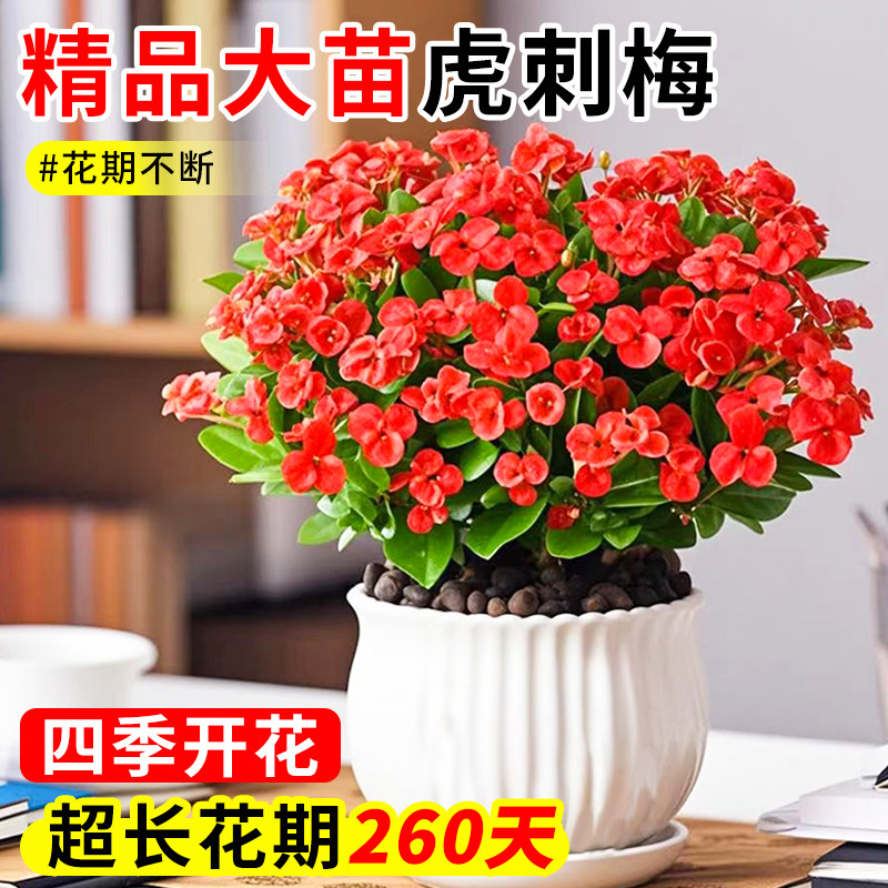 带花虎刺梅盆栽室内花卉绿植四季开花阳台植物花期长好养的鲜花