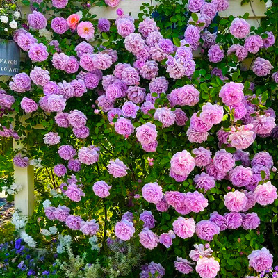 蓝色阴雨月季墙微花树苗