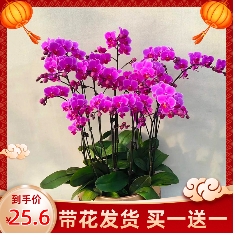 年宵花带花蝴蝶兰盆栽