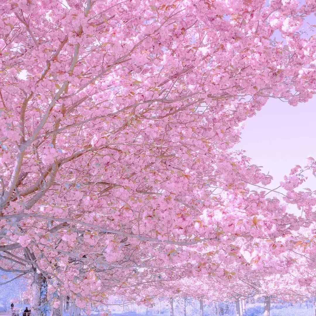 武大四季樱花树苗盆栽别墅庭院植物南方北方耐寒花卉染井吉野开花