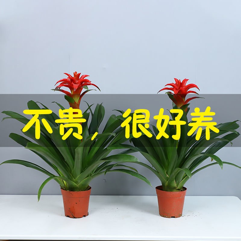 鸿运当头盆栽小红星凤梨绿植花卉室内阳台桌面植物好养