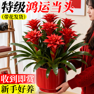 鸿运当头盆栽带花绿植花卉植物室内花好养易活四季客厅年宵花盆景