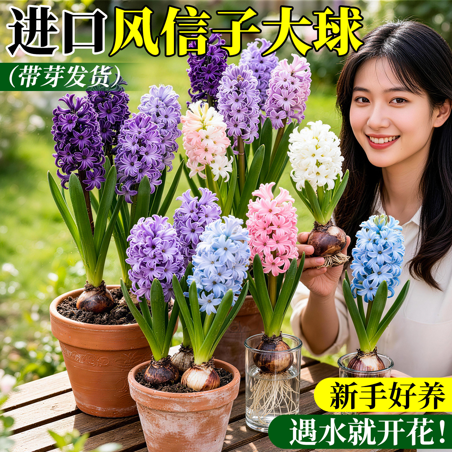 进口风信子种球水培带花苞特大鲜花植物室内四季好养土栽水养花卉