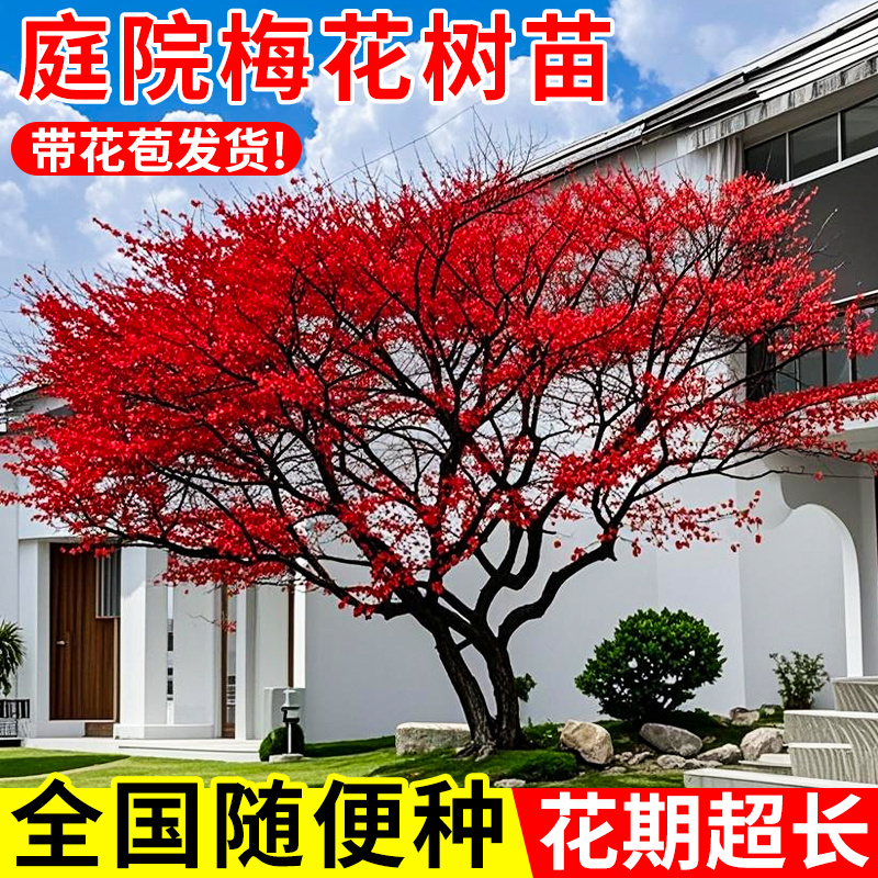 耐寒耐冻老桩盆景四季带花苞