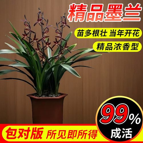 【十大名贵兰花】墨兰漆黑带花苞