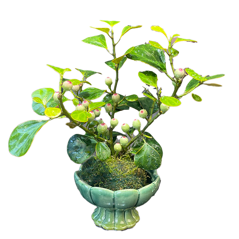 小盼菩提盆栽带果禅意绿植四季室内客厅办公室好养茶桌微型景观树